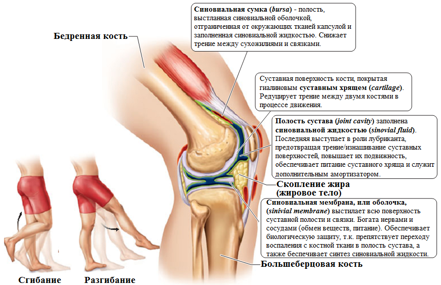 что можно есть если болят суставы что можно есть если болят суставы
