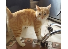Неимоверно ласковый котенок Лучано в добрые руки
